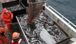 fischen-ueberfischung-artensterben-artenschutz