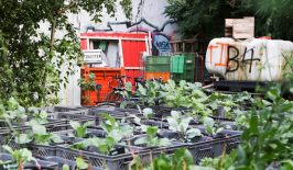 urban_gardening_anpflanzen_stadtgarten