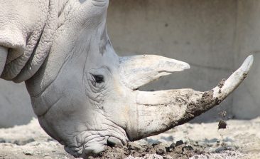 white-rhino-conservation