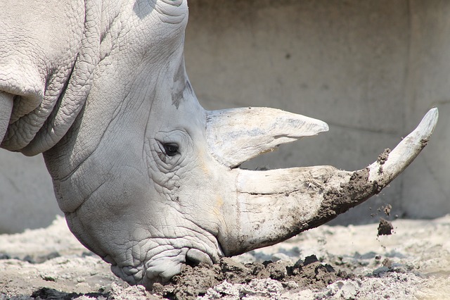 white-rhino-conservation