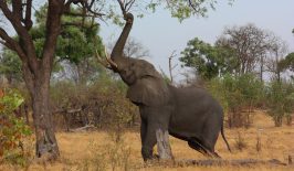 african_elepfant-zamba-wildlife-protection-open-data