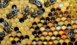 honigbienen-imkerei-digitalisierung-bienenstock-ki