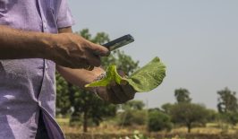 plantix-app-ki-landwirdschaft-krankheiten-erkennen