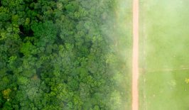 regenwald-abholzung-amazonas-deforestation