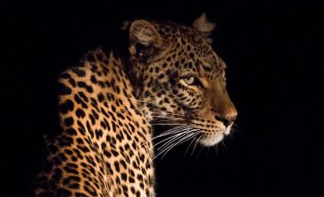 leopard-camera-trap