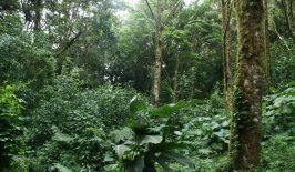 costa-rica-rain-forest-1392617164ocq