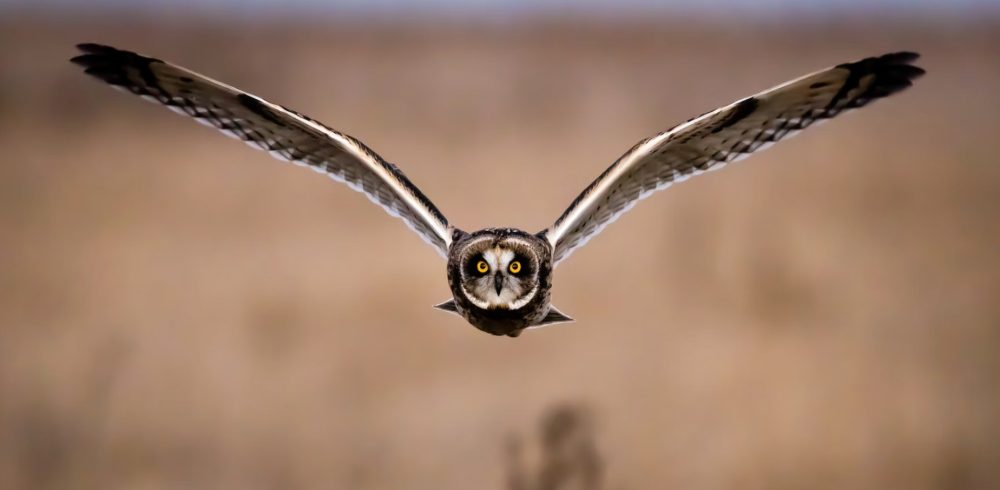 owl wings