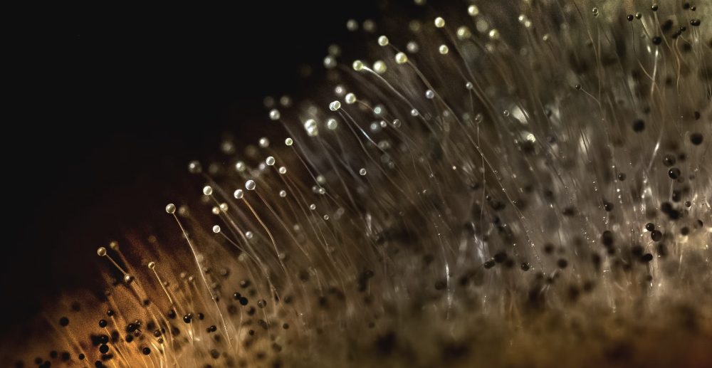mycelium can be used to break down materials in demolition debris