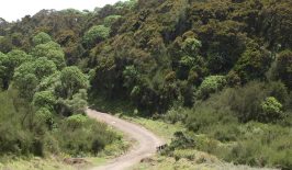 A-road-cuts-through-forestland-in-Aberdare-National-Park-in-central-Kenya-Photo-by-Joseph-Maina.