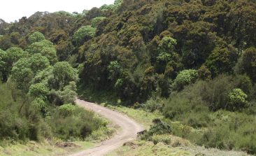 A-road-cuts-through-forestland-in-Aberdare-National-Park-in-central-Kenya-Photo-by-Joseph-Maina.