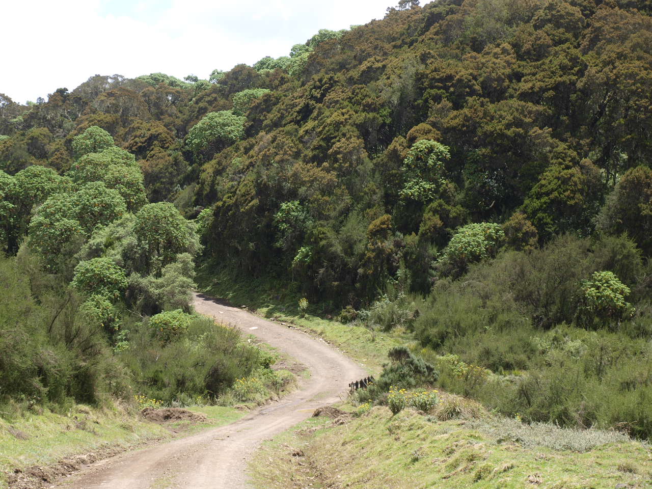 A road cuts through forestland in Aberdare National Park in central Kenya Photo by Joseph Maina